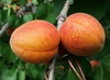 Абрикос "Алёша"