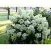 Гортензия метельчатая "Бэби Лейс" (Baby Lace) (4года)