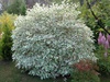 Дерен белый "Сибирика" (Cornus alba 'Sibirica')
