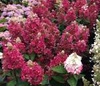 Гортензия метельчатая "Мэджикал Везувий" (Magical Vesuvio) (3года)
