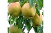 Груша "Москвичка" (осенний) (3года)
