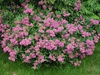 Спирея японская "Энтони Ватерер"(Spiraea japonica “Anthony Waterer”)
