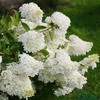 Гортензия метельчатая "Саммер Сноу" (Summer Snow) (2года)