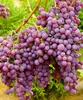 Виноград "Русский ранний"(ранний)