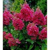 Гортензия метельчатая "Прим Ред" (Prim’red) (3года)