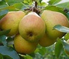 Груша "Елена" (поздний) (2года)