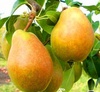 Груша "Таврическая"(осенняя) (3года)