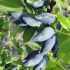 Жимолость канадская "Голубой банан" (Blue Banana) (4года)