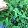 Жимолость канадская "Голубой банан" (Blue Banana) (4года)