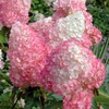 Гортензия метельчатая "Пинк Даймонд" (Pink Diamond) (2года)