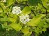 Дерен белый "Ауреа "(Cornus alba Aurea)