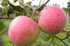 Яблоня "Винное"(летнее) (2года)