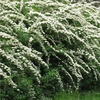 Спирея ниппонская "Сноумаунд" (Spiraea nipponica Snowmound)