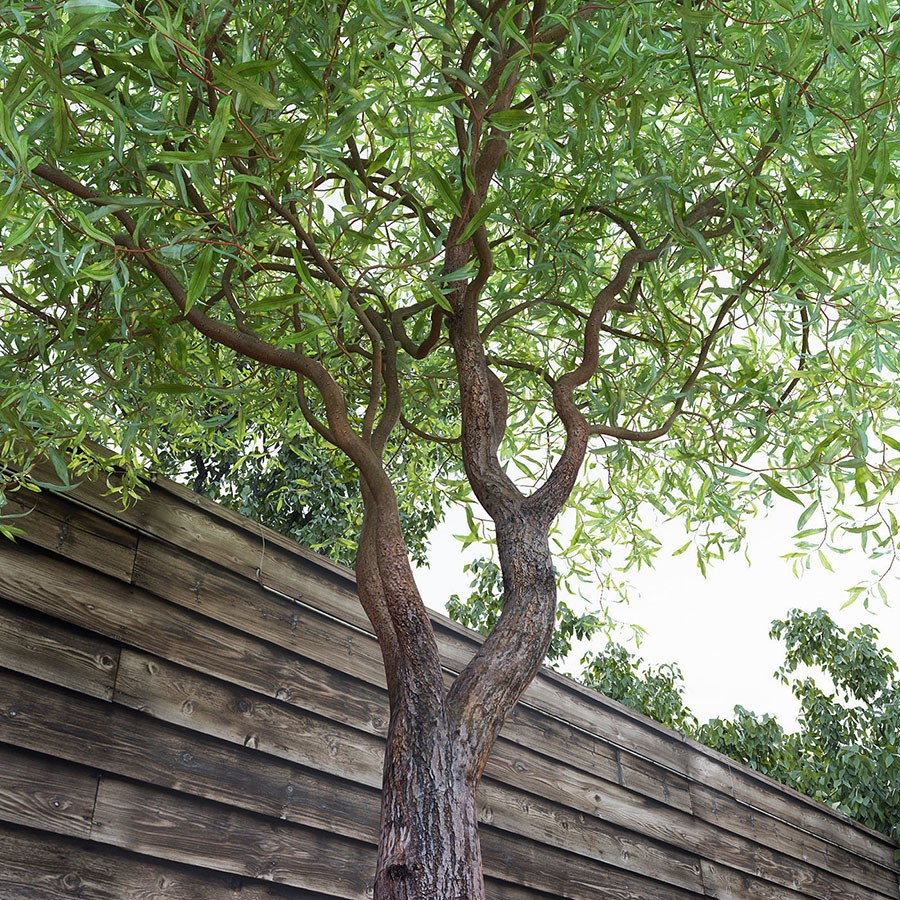 Ива " Свердловская извилистая 2"